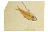 Detailed Fossil Fish (Knightia) - Wyoming #318437-1